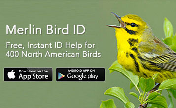 Download free Merlin Bird ID app for iOS7 and Android