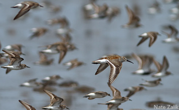 Semipalmated Sandpipers and Dunlin by Nate Zalik